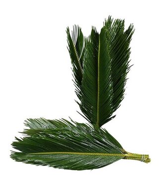 AD Cycas ( x 20 )