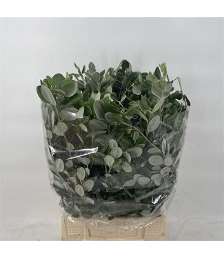 AD Pittosporum Ralphi ( x 10 )