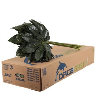 AD Aralia Orca ( x 25 )