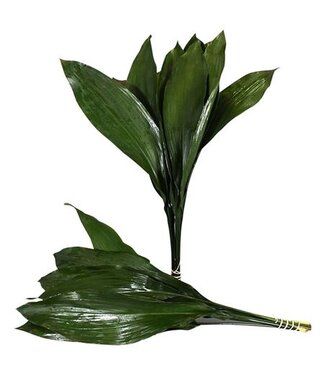 AD Aspidistra ( x 35 )