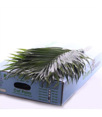 AD Catpalm Orca ( x 20 )