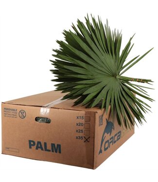 AD Palm Orca ( x 35 )