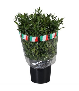 AD Ruscus ( x 10 )