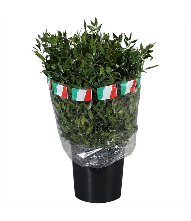 Ruscus ( x 10 )