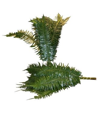 AD Sword Fern ( x 20 )