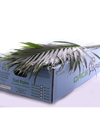 AD Catpalm Orca ( x 15 )