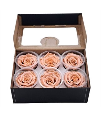 AD Apricot-coloured reserved roses | Size XL | Per 6 pieces