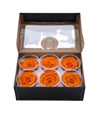 AD Orange reserved roses | Size XL | Per 6 pieces