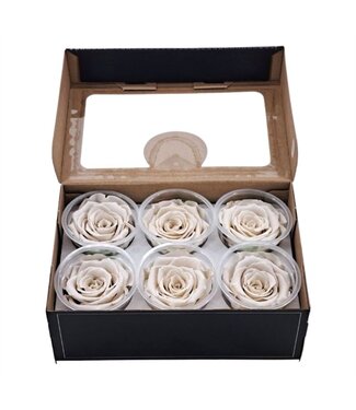 AD Matt white reserved roses | Size XL | Per 6 pieces