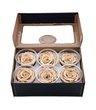 AD Champagne-coloured reserved roses | Per 6 pieces