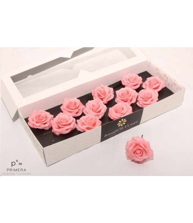 Apricot coloured silk wax roses | Size M | 12 pieces per box | Order per box