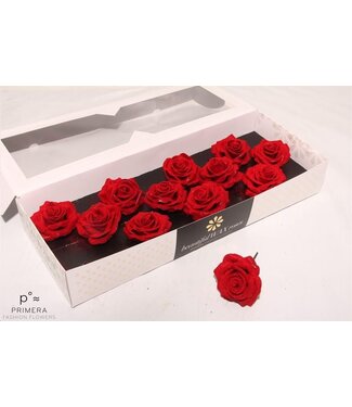 AD Red silk wax roses Plate Velvet | Size M | Per 12 pieces