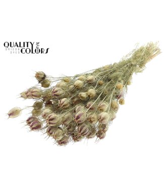 QC Nigella per bunch Natural ( x 15 )