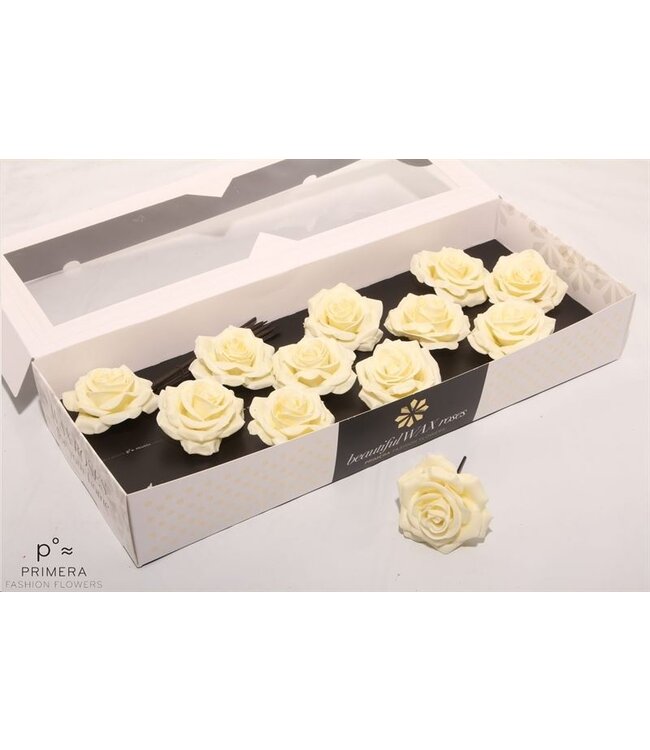 Cream-coloured silk wax roses | Size M | 12 pieces per box | Order per box