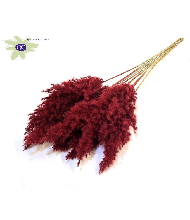 Pampas Grass 60cm 10st/bunch Burgundy ( x 6 )