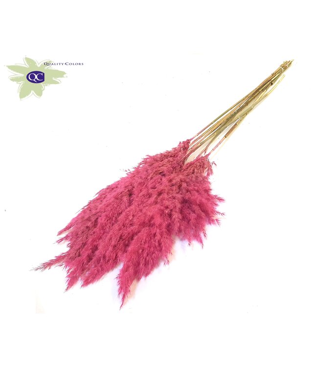 Pampas Grass 70cm 10st/bunch Frosted Cerise ( x 6 )