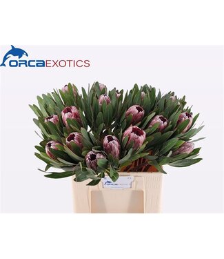 AD Protea Pink Ice ( x 20 )