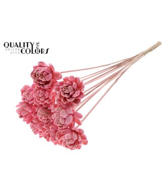 QC Shola New Beauty Rose 6cm on stem Light Pink ( x 50 )