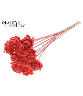 QC Shola New Beauty Rose 6cm on stem Coral ( x 50 )