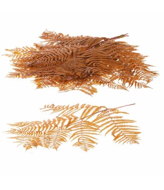 LDD Bracken fern 10pc yellow ( x 15 )