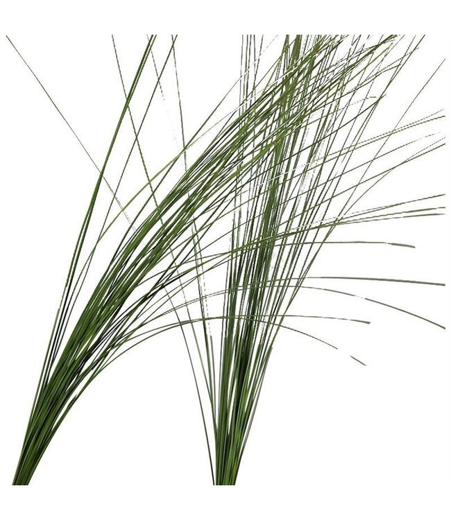 STEELGRASS ( x 10 )