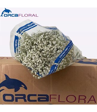 AD Gypsophila Xlence Orca ( x 1 )