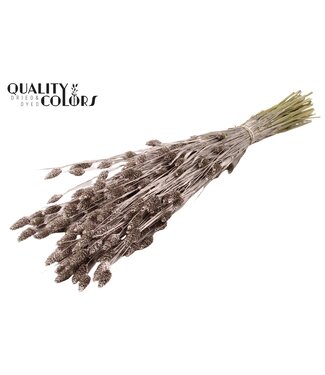 QC Champagne-coloured dried canary grass | Phalaris dry flowers | Length 60 centimetres | Per 20 bunches