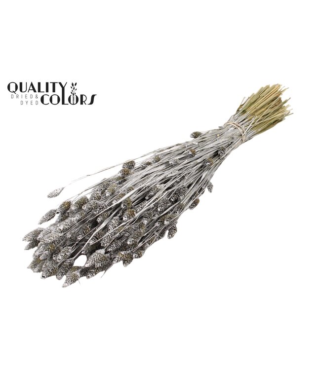 Silver dried Canary grass | Phalaris dry flowers | Length 60 centimetres | Order per 20 bunches