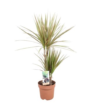 ME Dracaena Bicolor 30-15 | Topfgröße 17 | Pro 6 Stück