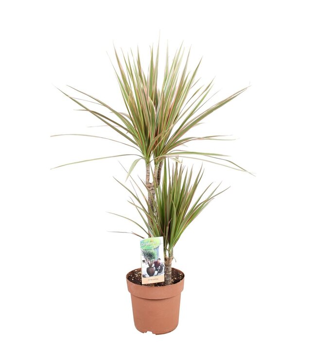 Dracaena Bicolor 30-15 | Topfgröße 17 | Pro 6 Stück