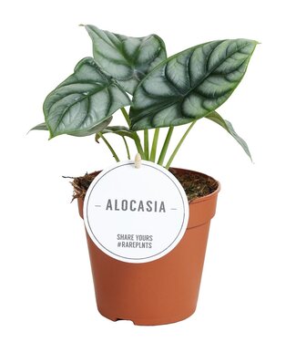 ME Alocasia Silberdrache | Pro 6 Stück