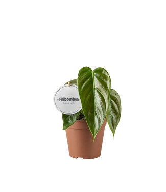 ME Philodendron Esmeraldense | Pro 6 Stück