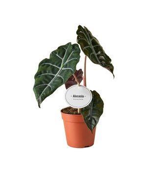 ME Alocasia Chantrieri | Per 6 pieces