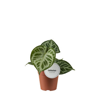 ME Anthurium Super Silver Blush | Per 6 stuks