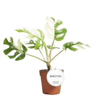 ME Monstera Tetrasperma Variegated | Per 6 pieces