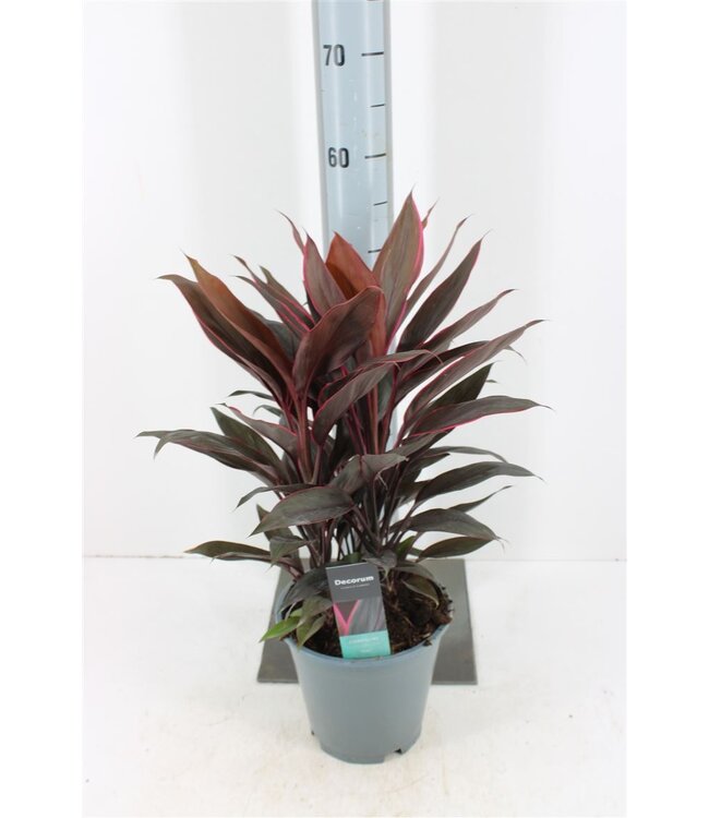 Cordyline Fr Tango | Pot size 19 | Per piece