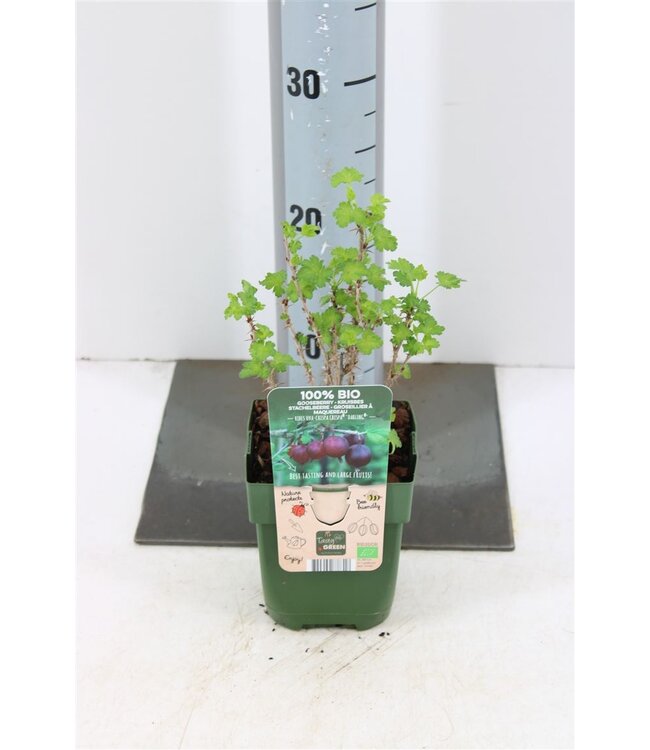 Ribes Uva-crispa (gooseberry) Captivator | Pot size 13 | Each