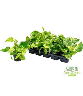 ME Epipremnum Pinnatum Marble Queen | Per 10 pieces