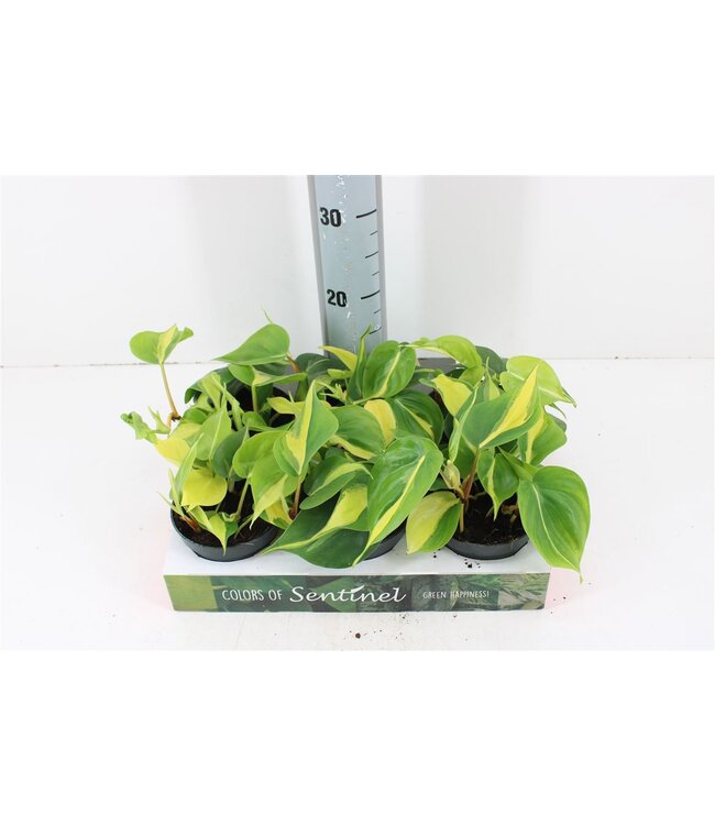 Philodendron Scandens Brasil | Topfgröße 12 | Pro 6 Stück