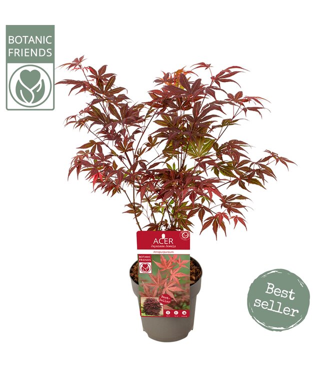 Acer-Palme. 'Atropurpureum' | Jede