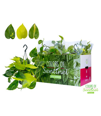 ME Epipremnum Pinatum Tricolore GO/A/B -Hangpot | Per 6 stuks