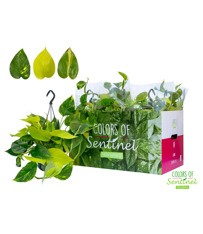 Epipremnum Pinatum Tricolore GO/A/B -Hangpot | Per 6 stuks