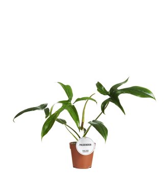 ME Philodendron Gladhands | Per 6 pieces