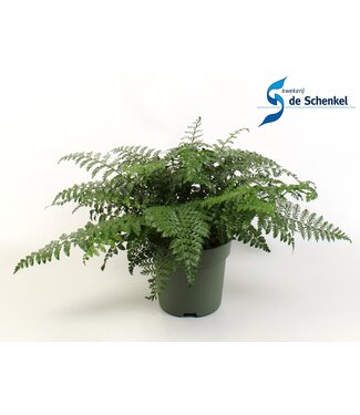 ME Asplenium Parvati | Stück für Stück