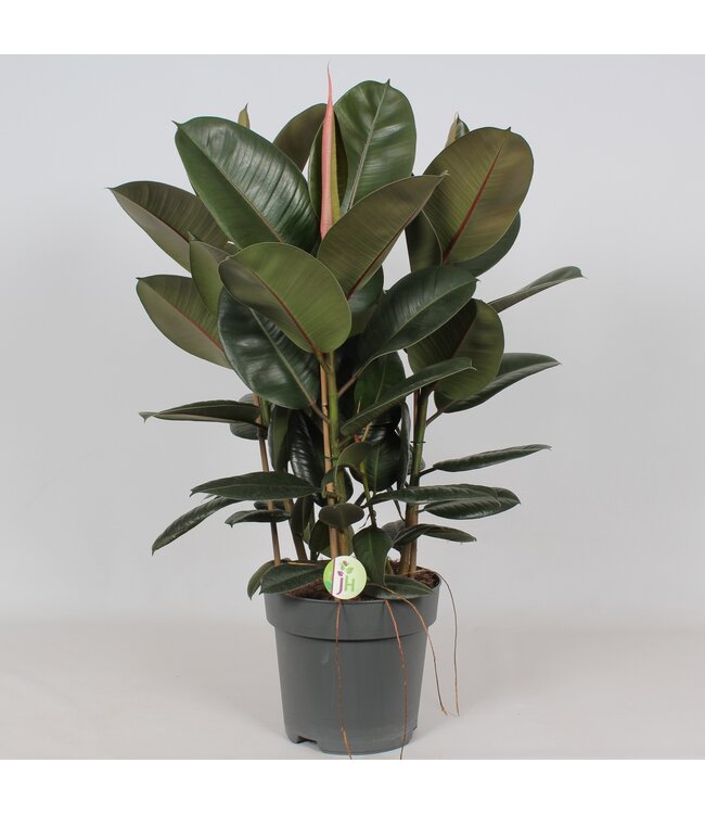 Ficus 'Robusta' | Per piece