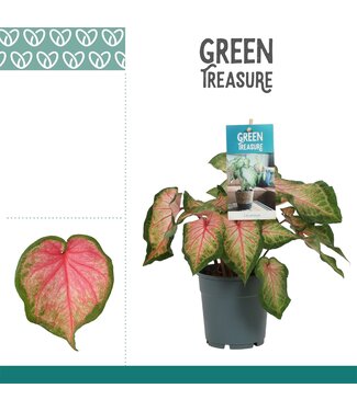 ME Caladium Pink | Per 6 pieces