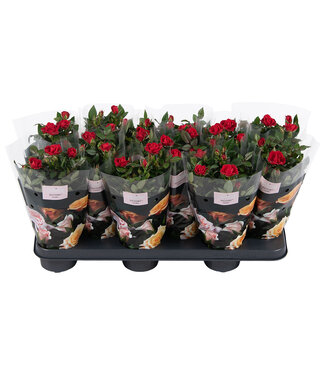 ME Nolina Roses Ø 10.5 cm Red st. 2-3 | Per 12 pieces