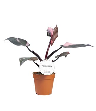 ME Philodendron Pink Princess | Pro 6 Stück