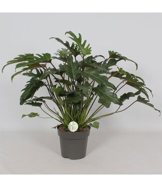 ME Philodendron 'Xanadu' | Per stuk