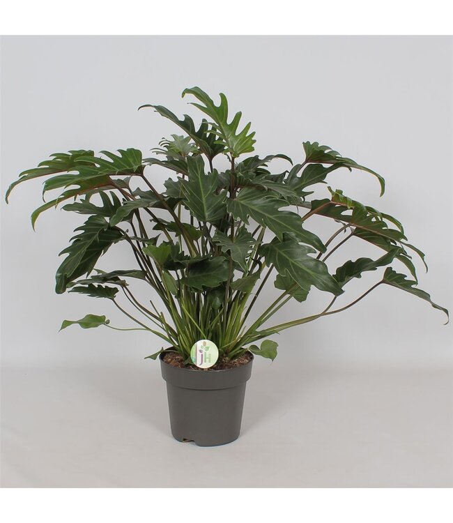 Philodendron 'Xanadu' | Per stuk